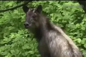 浙江山区农民干活时，发现一只奇怪野生动物，原来比大熊猫还稀少图片