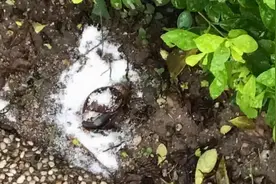 向蜗牛撒盐的香港博士被捕，这是怎么回事？这蜗牛究竟该不该杀？图片