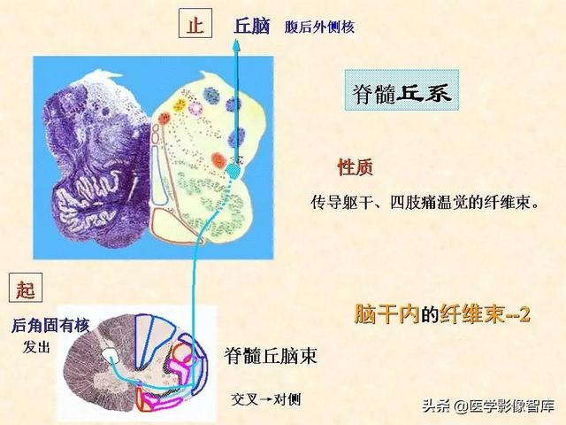 脑干、小脑及间脑解剖
