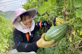 霞浦：首次引种羊角蜜获好收成图片