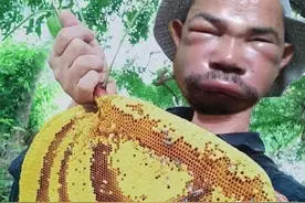 养蜂场蜜蜂爱蛰人怎么办？三个步骤彻底训化蜜蜂蛰人换习惯！图片