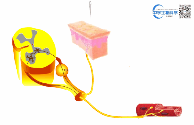中学生物精美GIF动图来啦