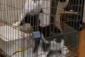 猫的前世就是个永动机？这两只奶牛猫看得我目瞪口呆图片