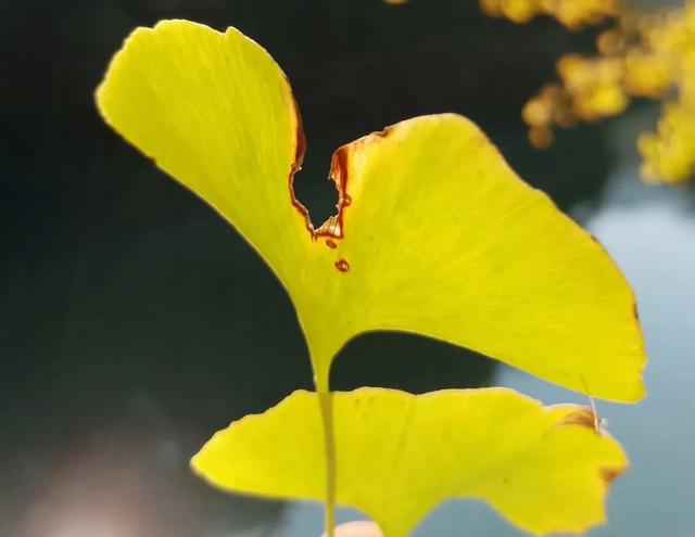 秋风吻尽银杏叶，艳遇醉美帽子峰