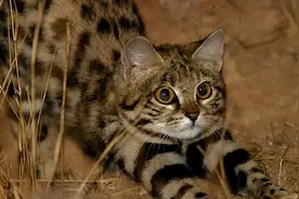 那些可可爱爱的动物，高萌预警图片