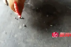 母鸡竟然爱吃螺丝钉，比同龄母鸡重二斤多！主人：谁能解疑？图片