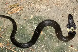 我国眼镜蛇是什么蛇？能与眼镜王蛇抗衡？看看它真正的实力图片