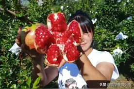 国内软籽石榴最先产自河南荥阳，为何在前边加上“突尼斯”为名？图片