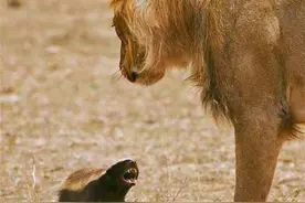 平头哥的报复欲有多强？图片