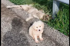 狗妈死在了路边上，2个月大的小狗寸步不离守了3天，谁也不能靠近图片