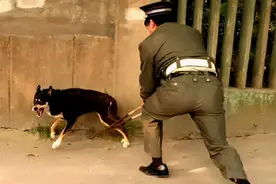 狗子很“脆弱”的几个部位，哪怕是犯错，都不能打图片