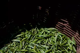 今年最火的网红茶，背后竟站着中国茶业的第一家族图片