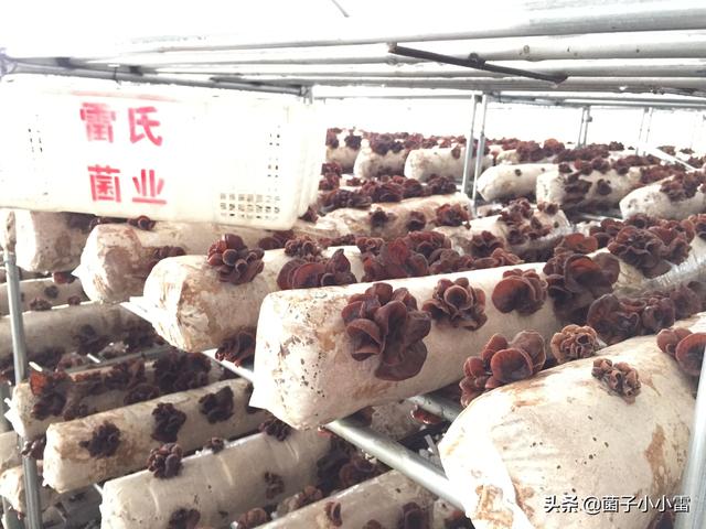 没想到，你是这样的渣渣——食用菌废弃菌渣的循环利用