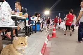 小猫坐在路边等主人吃饭，结果有人往猫包里丢钱，把猫气坏了图片
