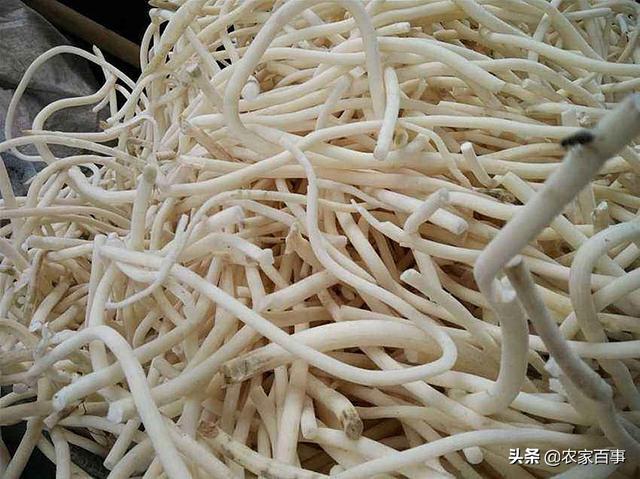 农村一种常见植物，茎髓堪比黄金，300元一斤，不少农民抢着种植