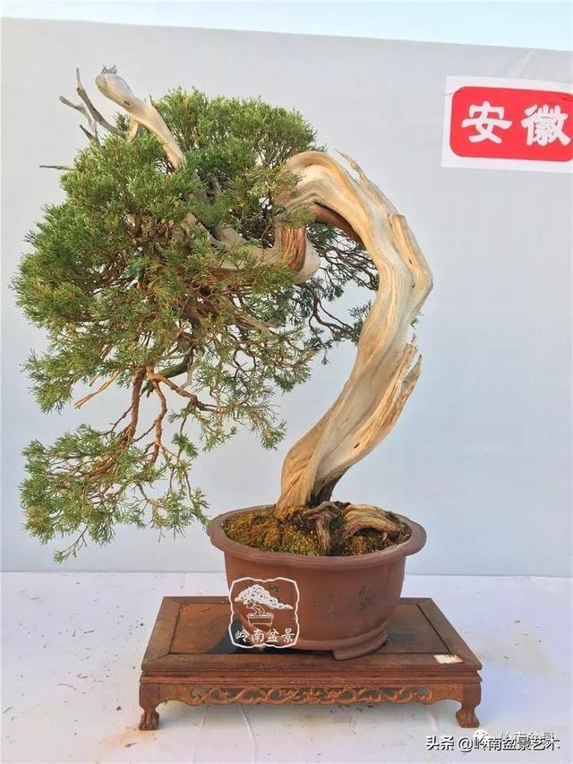 珍藏级柏树盆景(60幅)