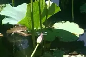 东北黑话——之一图片