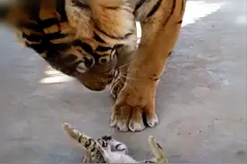 饲养员往虎园里放了只猫，想让老虎兴奋起来，再去看时：好温馨图片