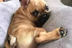 狗狗最害怕的五件事，每个铲屎官都应该了解下图片