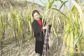 巩义产的甘蔗一样甜图片