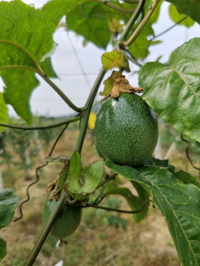 百香果微量元素使用方法