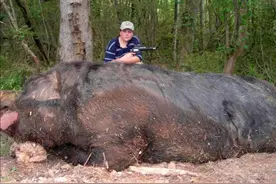 击毁战斗机，破坏农作物，超级猪入侵美国，每年损失约15亿美金图片