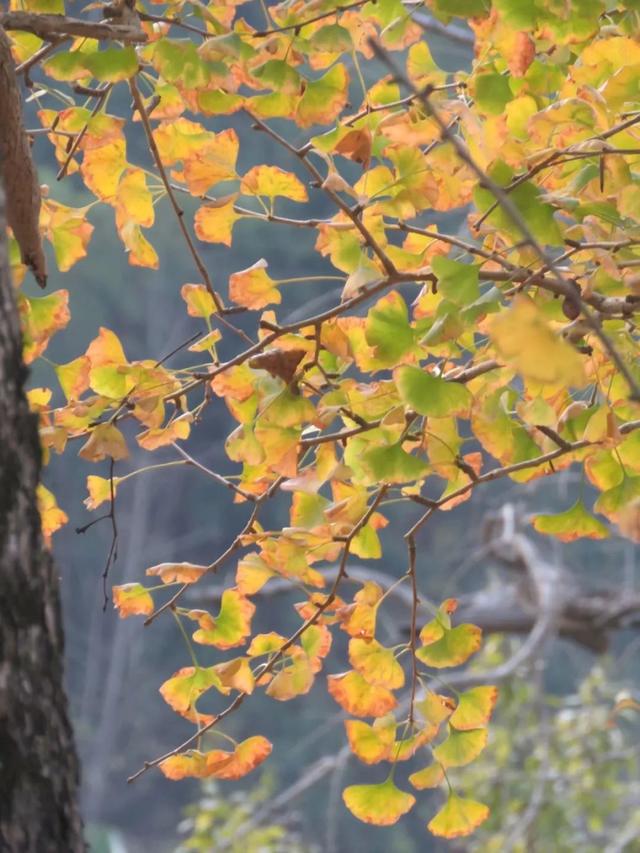 秋风吻尽银杏叶，艳遇醉美帽子峰