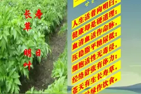 长寿草 明日叶图片