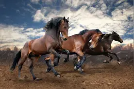 奇怪的知识又增加了！马的交配与繁殖：宁可错杀一千图片