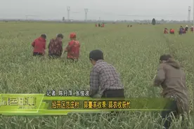 经开区范庄村：蒜薹丰收季 蒜农收获忙图片