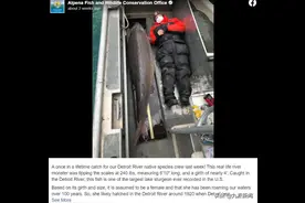 美国密歇根州捕获“百岁老鱼”，体重达100公斤以上，身高直逼姚明图片