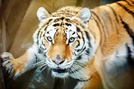 黔之驴嘲笑老虎图片