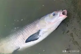 夏季手竿钓青鱼，调漂可以试试这几种方法，中鱼率飙升好几倍图片