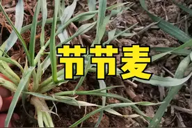 麦田节节麦如何防治？掌握5点技巧，除草干净，且不易发生药害图片