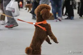 为了博眼球而让狗狗直立行走博眼球，不可取图片