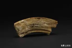 中国唯一的一枚释迦牟尼真身佛牙图片