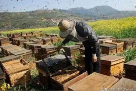 养好蜜蜂，掌握最佳分蜂时间，处女王交尾成功，合理分配不同工蜂图片
