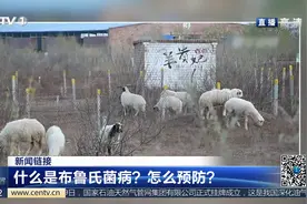 什么是布鲁氏菌病？怎么预防？视频封面