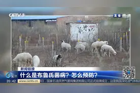 什么是布鲁氏菌病？怎么预防？视频封面