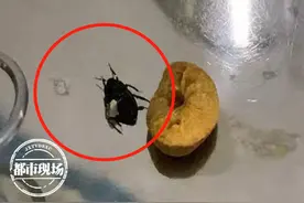 南昌：小伙子睡觉时，一只活蟑螂爬进了他的身体图片