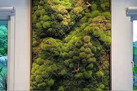 苔藓养墙上，就像是一幅画，颜值爆表图片