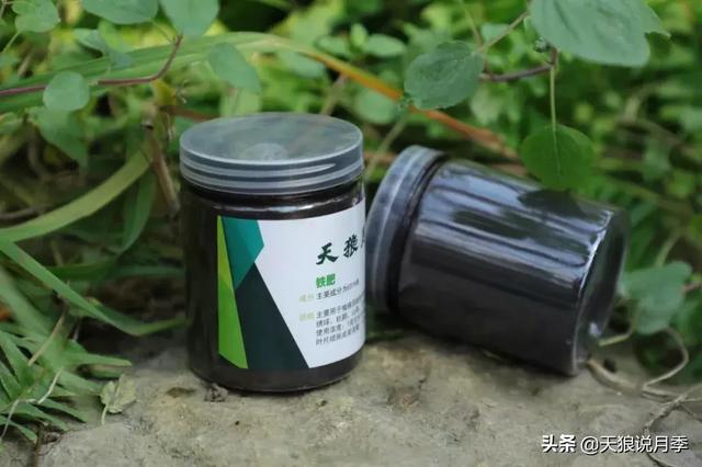 天狼说月季|月季叶片总变黄?原因可能是这个