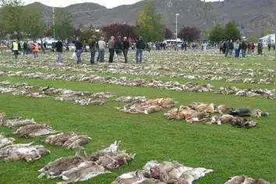 澳洲野兔泛滥堪称灾难，澳政府对百亿野兔的六次围剿只能说尽力了图片