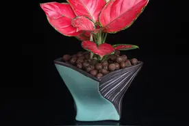 叶子出彩的3种花，室内养一盆，四季都鲜艳，格调高，比花美图片