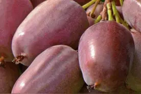 辽宁丹东软枣猕猴桃温室栽培技术图片