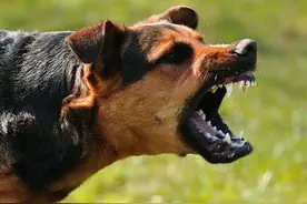 为“恶犬”正名图片