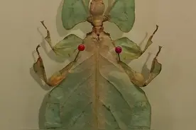 北京自然博物馆竹节虫图片