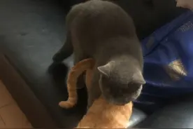 橘猫被蓝猫祸祸以后怀孕了，生下了三只幼崽：田园猫的基因真强大图片