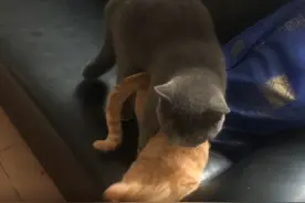 橘猫被蓝猫祸祸以后怀孕了，生下了三只幼崽：田园猫的基因真强大图片