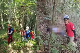 男子为泡酒上山抓毒蜂身亡，找到时毒蜂继续蛰，地雷蜂有多可怕？图片